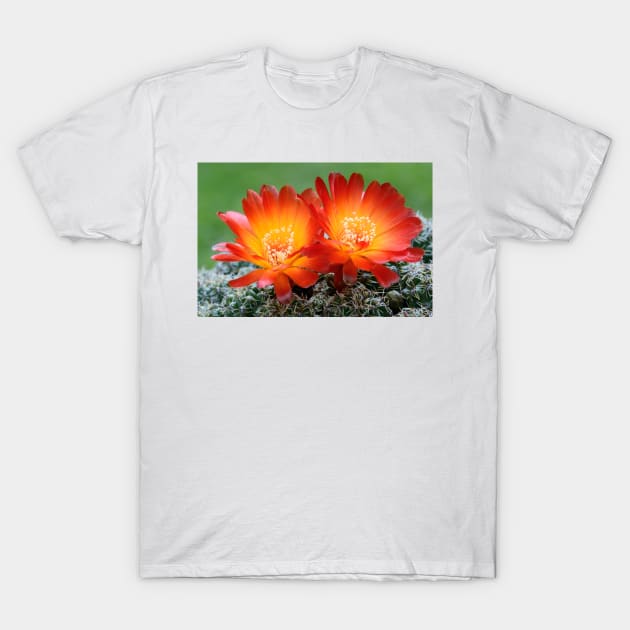 Cactus Sulcorebutia verticillacantha var aureifolia (C032/5192) T-Shirt by SciencePhoto